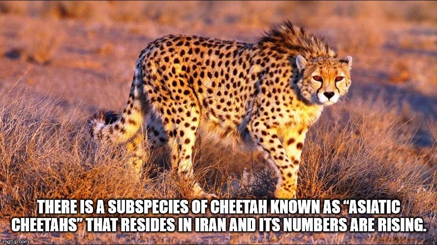 asiatic cheetah - There Is A Subspecies Of Cheetah Known As Asiatic 2009 Cheetahs That Resides In Iran And Its Numbers Are Rising. imgflip.com