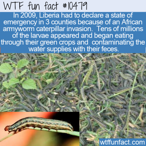 grass - Wtf fun fact In 2009, Liberia had to declare a state of emergency in 3 counties because of an African armyworm caterpillar invasion. Tens of millions of the larvae appeared and began eating through their green crops and contaminating the water sup