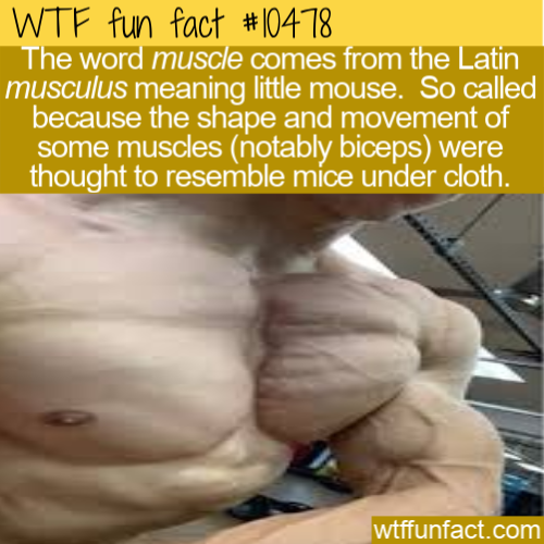 photo caption - Wtf fun fact The word muscle comes from the Latin musculus meaning little mouse. So called because the shape and movement of some muscles notably biceps were thought to resemble mice under cloth. wtffunfact.com