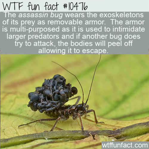 pest - Wtf fun fact The assassin bug wears the exoskeletons of its prey as removable armor. The armor is multipurposed as it is used to intimidate larger predators and if another bug does try to attack, the bodies will peel off allowing it to escape.…
