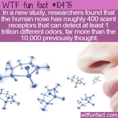 jaw - Wtf fun fact In a new study, researchers found that the human nose has roughly 400 scent receptors that can detect at least 1 trillion different odors, far more than the 10,000 previously thought. wtffunfact.com