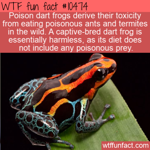 poison dart frog - Wtf fun fact Poison dart frogs derive their toxicity from eating poisonous ants and termites in the wild. A captivebred dart frog is essentially harmless, as its diet does not include any poisonous prey. wtffunfact.com