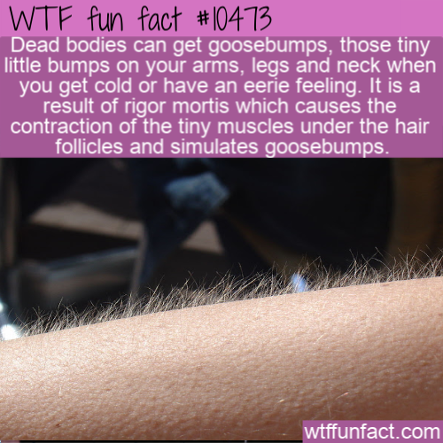 goose bumps - Wtf fun fact Dead bodies can get goosebumps, those tiny little bumps on your arms, legs and neck when you get cold or have an eerie feeling. It is a result of rigor mortis which causes the contraction of the tiny muscles under the hair folli