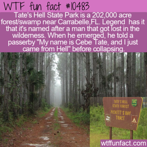 nature - Wtf fun fact Tate's Hell State Park is a 202,000 acre forestswamp near Carrabelle, Fl. Legend has it that it's named after a man that got lost in the wilderness. When he emerged, he told a passerby "My name is Cebe Tate, and I just came from Hell