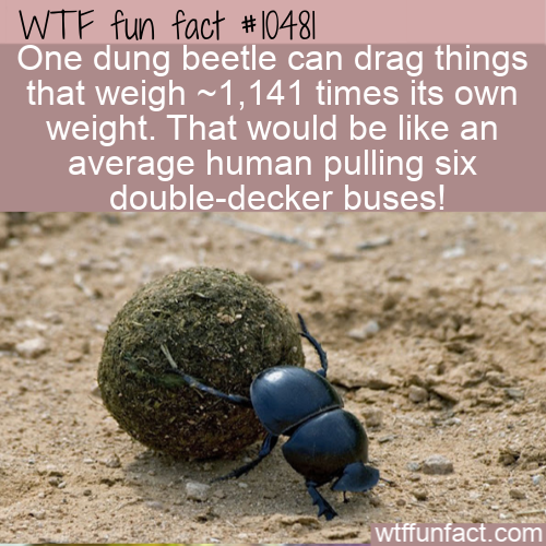 dung beetle florida - Wtf fun fact || One dung beetle can drag things that weigh ~1,141 times its own weight. That would be an average human pulling six doubledecker buses! wtffunfact.com