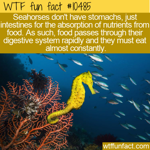 marine biology - Wtf fun fact Seahorses don't have stomachs, just intestines for the absorption of nutrients from food. As such, food passes through their digestive system rapidly and they must eat almost constantly. San Jas wtffunfact.com