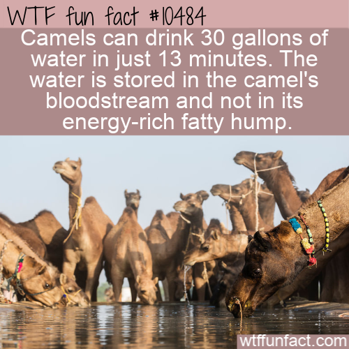 arabian camel - Wtf fun fact Camels can drink 30 gallons of water in just 13 minutes. The water is stored in the camel's bloodstream and not in its energyrich fatty hump. wtffunfact.com