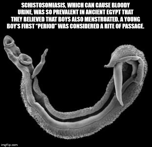 schistosoma mansoni - Schistosomiasis, Which Can Cause Bloody Urine, Was So Prevalent In Ancient Egypt That They Believed That Boys Also Menstruated. A Young Boy'S First Period" Was Considered A Rite Of Passage. imgflip.com