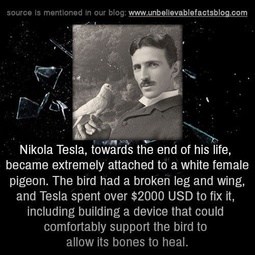 nikola tesla bird - source is mentioned in our blog . Nikola Tesla, towards the end of his life, became extremely attached to a white female pigeon. The bird had a broken leg and wing, and Tesla spent over $2000 Usd to fix it, including building a device 