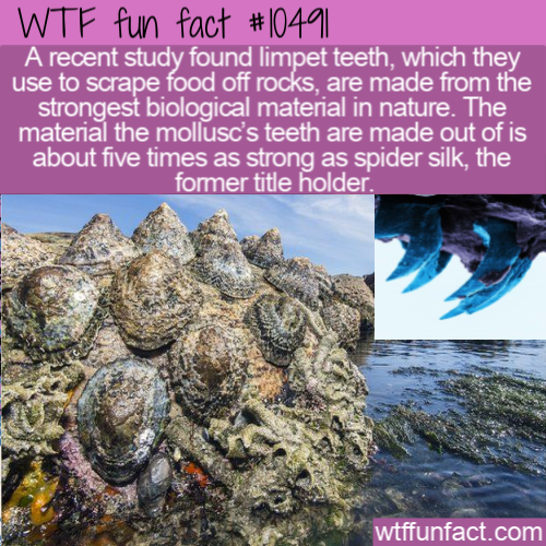 Limpet - Wtf fun fact A recent study found limpet teeth, which they use to scrape food off rocks, are made from the strongest biological material in nature. The material the mollusc's teeth are made out of is about five times as strong as spider silk, the