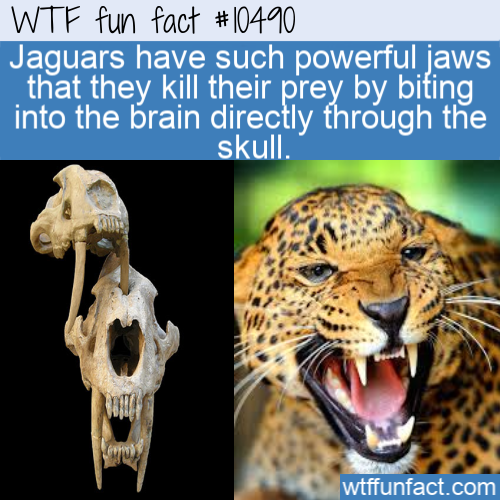 angry wild animals - Wtf fun fact Jaguars have such powerful jaws that they kill their prey by biting into the brain directly through the skull. wtffunfact.com
