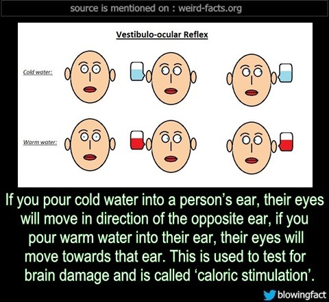 ear water test - source is mentioned on weirdfacts.org Vestibuloocular Reflex Cold woter 0 Warm water 0 If you pour cold water into a person's ear, their eyes will move in direction of the opposite ear, if you pour warm water into their ear, their eyes wi