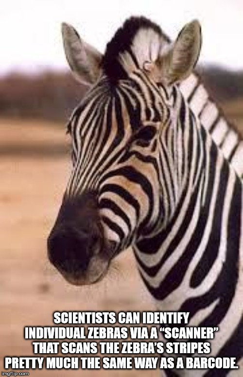 Scientists Can Identify Individual Zebras Via A "Scanner That Scans The Zebra'S Stripes Pretty Much The Same Way As A Barcode. imgflip.com