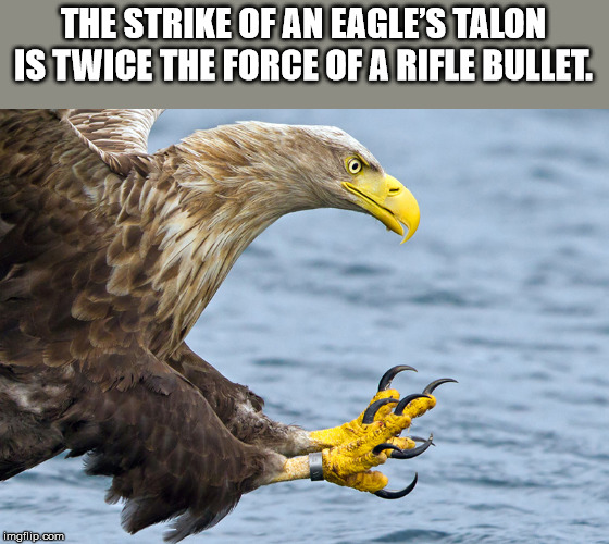 The Strike Of An Eagle'S Talon Is Twice The Force Of A Rifle Bullet imgflip.com
