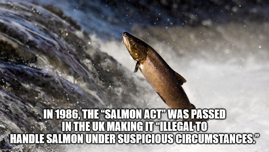 salmon puns - In 1986, The Salmon Act" Was Passed In The Uk Making It 'Illegal To Handle Salmon Under Suspicious Circumstances." imgflip.com