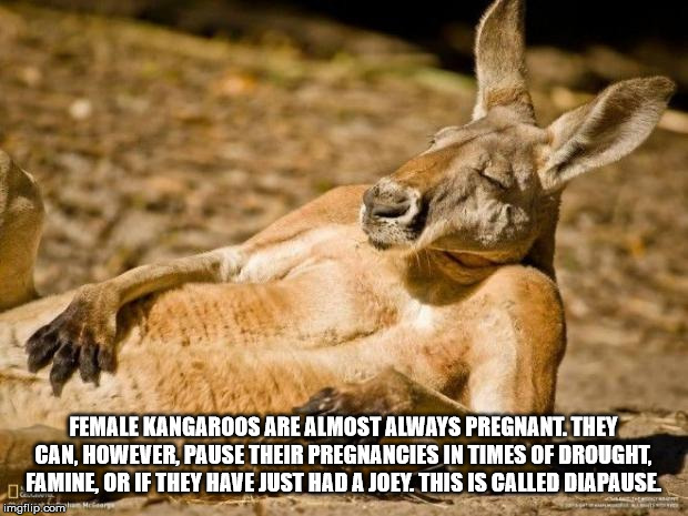 world best wildlife photographer - Female Kangaroos Are Almost Always Pregnant. They Can. However, Pause Their Pregnancies In Times Of Drought. Famine, Or If They Have Just Had A Joey. This Is Called Diapause imgflip.com More