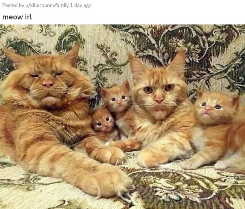 maine coon cat family - Posted by ukillerbunnyfamily 1 day ago meow irl