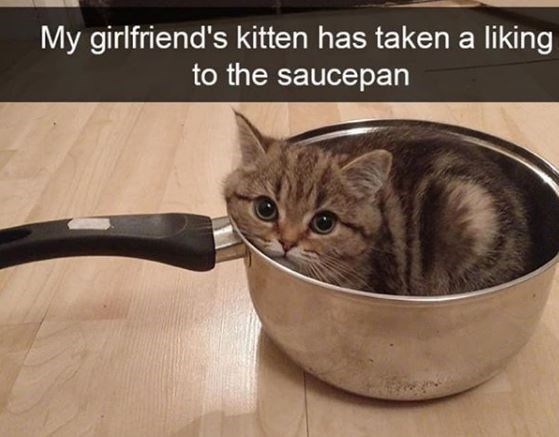 photo caption - My girlfriend's kitten has taken a liking to the saucepan