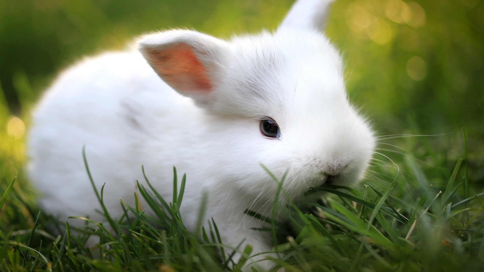 rabbit wallpaper hd