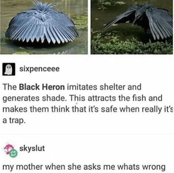 nighttime memes - sixpenceee The Black Heron imitates shelter and generates shade. This attracts the fish and makes them think that it's safe when really it's a trap. skyslut my mother when she asks me whats wrong