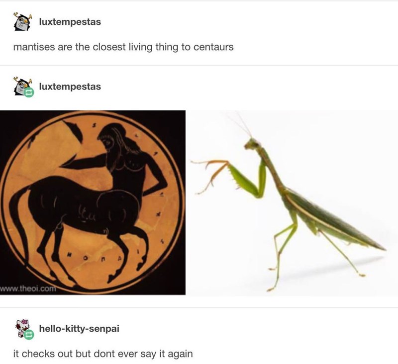 centaur memes - luxtempestas mantises are the closest living thing to centaurs luxtempestas hellokittysenpai it checks out but dont ever say it again