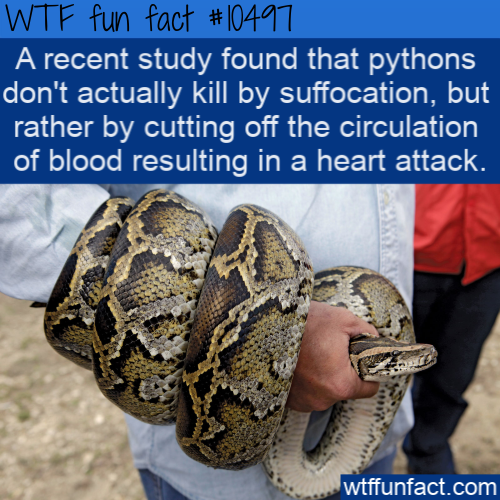 burmese python - Wtf fun fact ' A recent study found that pythons don't actually kill by suffocation, but rather by cutting off the circulation of blood resulting in a heart attack. wtffunfact.com