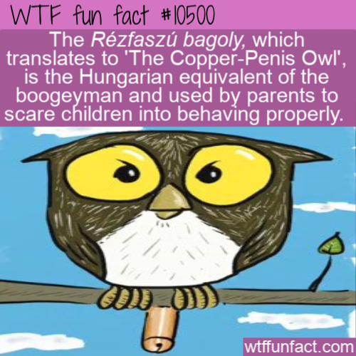 rézfaszú bagoly - Wtf fun fact The Rzfasz bagoly, which translates to 'The CopperPenis Owl', is the Hungarian equivalent of the boogeyman and used by parents to scare children into behaving properly. wtffunfact.com