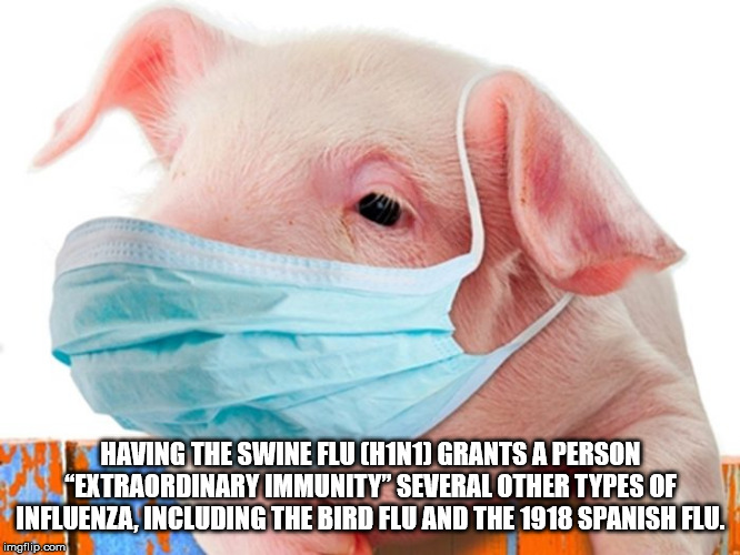 swine flu - Having The Swine Flu H1N1 Grants A Person "Extraordinary Immunity" Several Other Types Of Influenza, Including The Bird Flu And The 1918 Spanish Flu. imgflip.com