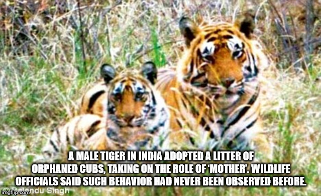 wildlife - A Male Tiger In India Adopted A Litter Of Orphaned Cubs Taking On The Role Of 'Mother'. Wildlife Officials Said Such Behavior Had Never Been Observed Before. imgflip.comndu Singh