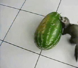 ferret stealing watermelon