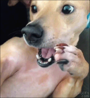 surprised dog gif - 4 GIFs com