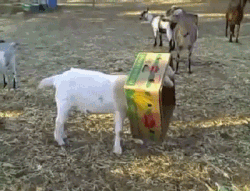 gif of goats