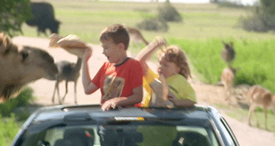 funny camels gif