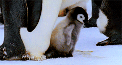baby penguins gif