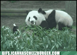 funny kung fu animals gif - Gifs.Icanhascheezburger.Com