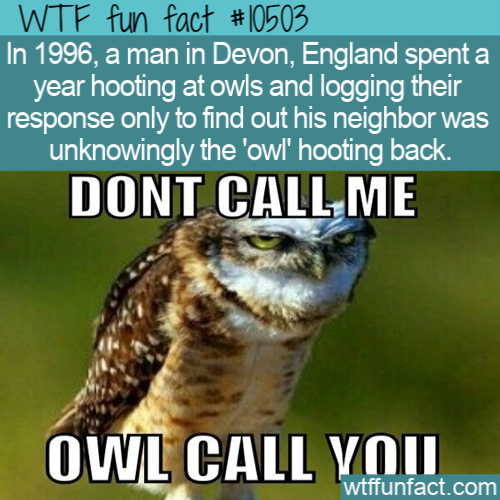 beak - Wtf fun fact In 1996, a man in Devon, England spent a year hooting at owls and logging their response only to find out his neighbor was unknowingly the 'owl hooting back. Dont Call Me Owl Call You wtffunfact.com