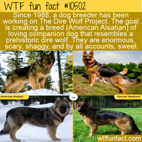 alsatian german shepherd similar breeds - Wtf fun fact Since 1988, a dog breeder has been working on The Dire Wolf Project. The goal is creating a breed American Alsatian of loving companion dog that resembles a prehistoric dire wolf. They are enormous, s