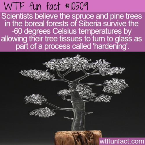 houseplant - Wtf fun fact Scientists believe the spruce and pine trees in the boreal forests of Siberia survive the 60 degrees Celsius temperatures by allowing their tree tissues to turn to glass as part of a process called 'hardening'. wtffunfact.com