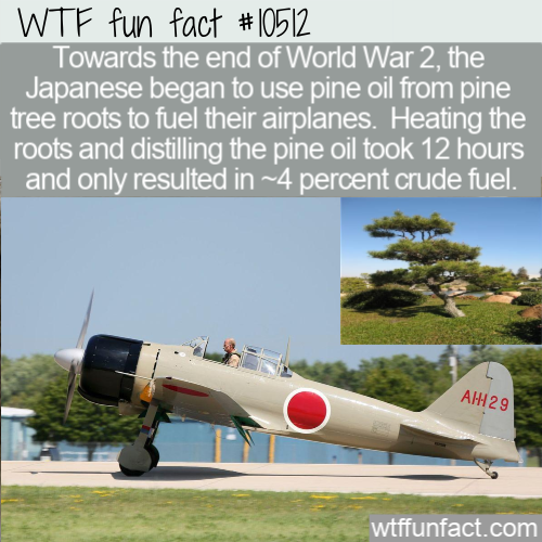 japanese zero fighter - Wtf fun fact Towards the end of World War 2, the Japanese began to use pine oil from pine tree roots to fuel their airplanes. Heating the roots and distilling the pine oil took 12 hours and only resulted in ~4 percent crude fuel. A