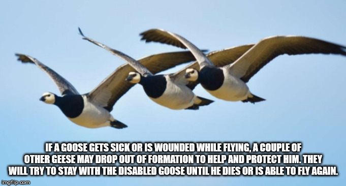 duck - If A Goose Gets Sick Or Is Wounded While Flying, A Couple Of Other Geese May Drop Out Of Formation To Help And Protect Him. They Will Try To Stay With The Disabled Goose Until He Dies Or Is Able To Fly Again. imgflip.com