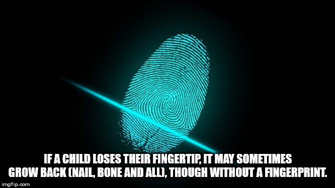 graphics - If A Child Loses Their Fingertip. It May Sometimes Grow Back Nail, Bone And All, Though Without A Fingerprint. imgflip.com