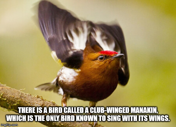 club winged manakin bird - There Is A Bird Called A ClubWinged Manakin, Which Is The Only Bird Known To Sing With Its Wings. imgflip.com