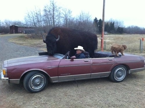 guy with pet buffalo