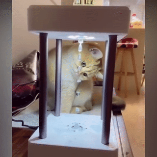 fountain magic cat