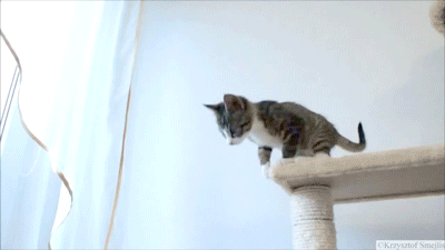 kitten boop gif