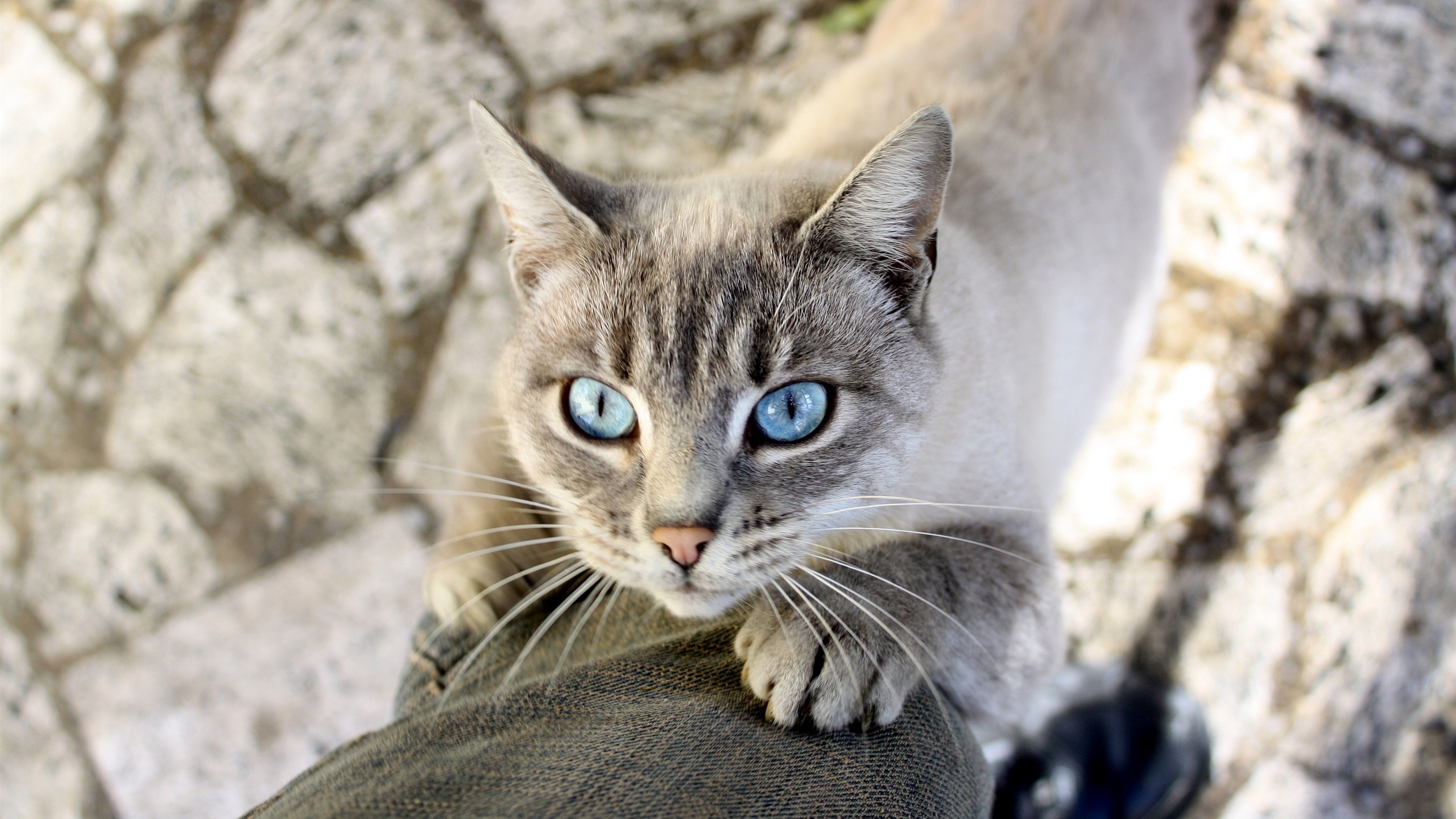 cat light blue eyes