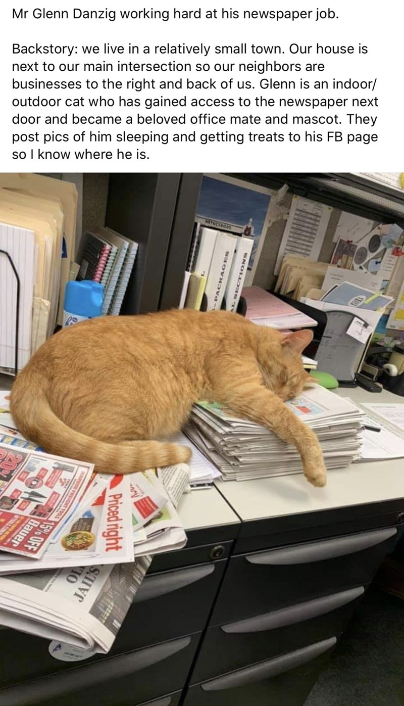 photo caption - Mr Glenn Danzig working hard at his newspaper job. Backstory we live in a relatively small town. Our house is next to our main intersection so our neighbors are businesses to the right and back of us. Glenn is an indoor outdoor cat who has