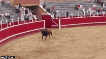 bulls headbutting gif - imgflip.com