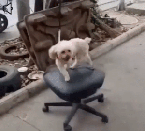 dog in a spinny chair gif