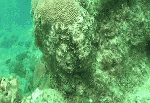 camouflage octopus gif
